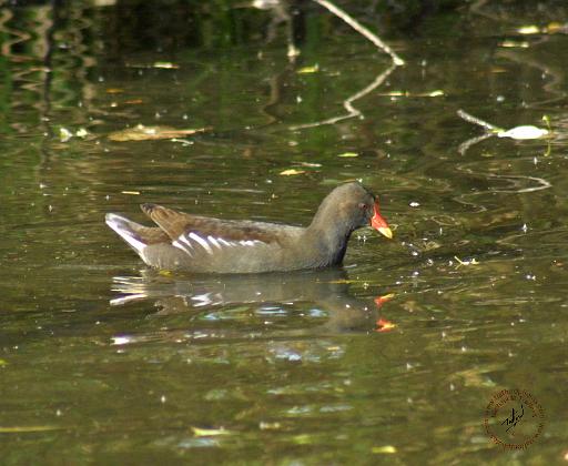 Moorhen 9P51D-138.JPG